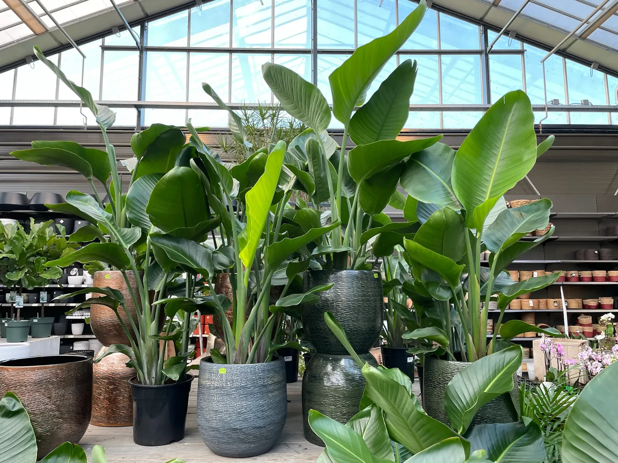 Ontwikkeling van moderne tuincentra | Duurzame en concurrerende strategieën 15 Ontwikkeling van moderne tuincentra | Duurzame en concurrerende strategieën 15