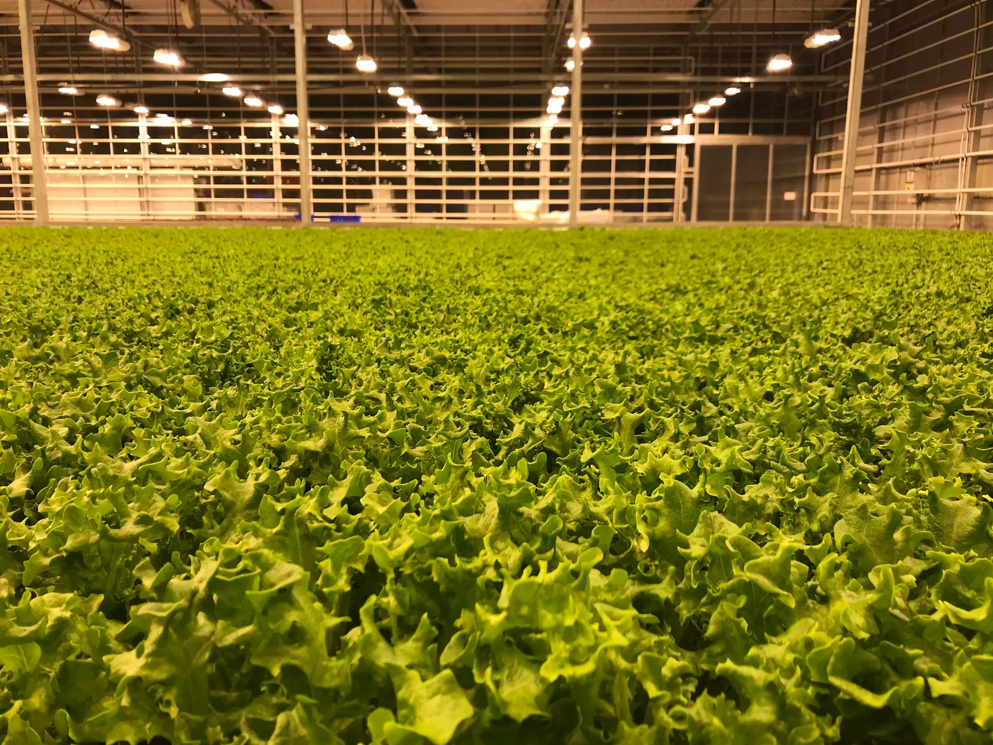 Ontwikkeling van moderne tuincentra | Duurzame en concurrerende strategieën 20 Ontwikkeling van moderne tuincentra | Duurzame en concurrerende strategieën 20