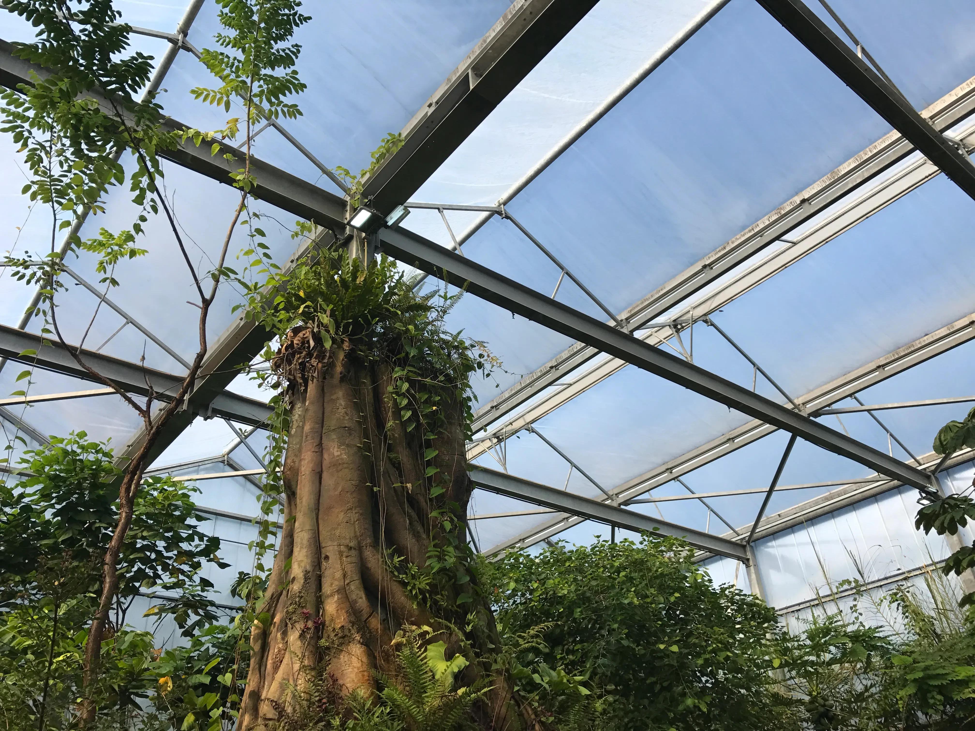 Ontwikkeling van tuincentra 12 Ontwikkeling van tuincentra 12