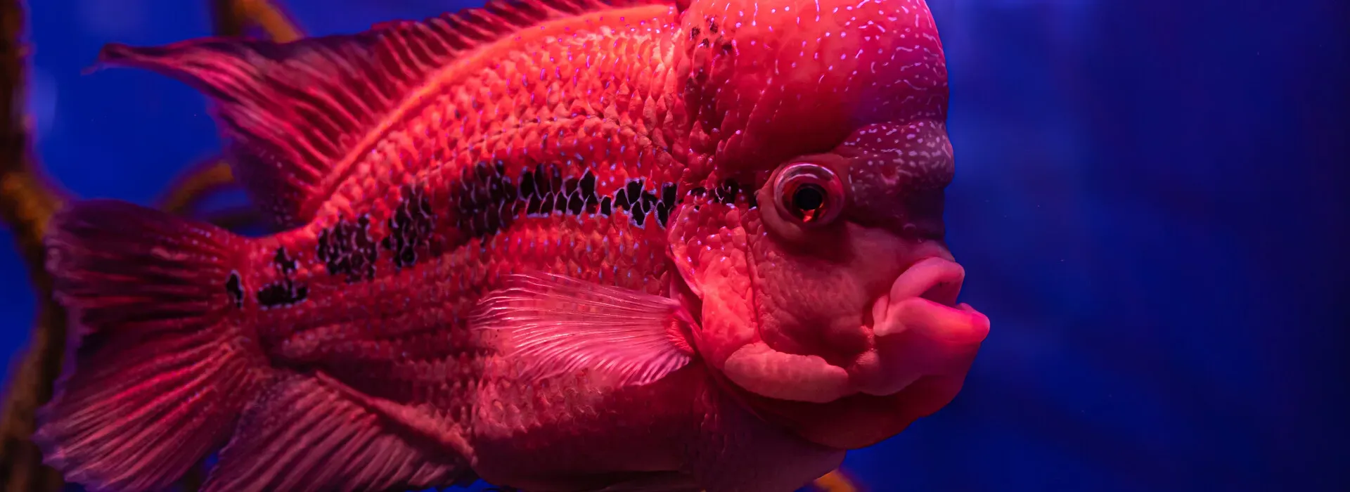 Peces de Agua Dulce