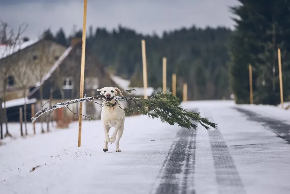 dog-running-with-christmas-tree-2022-02-02-03-48-46-utc.hmRfwDV.webp dog-running-with-christmas-tree-2022-02-02-03-48-46-utc.hmRfwDV.webp