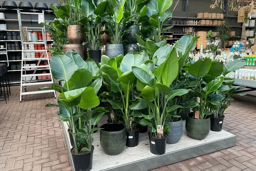 Tuincentrum Assortiment 25