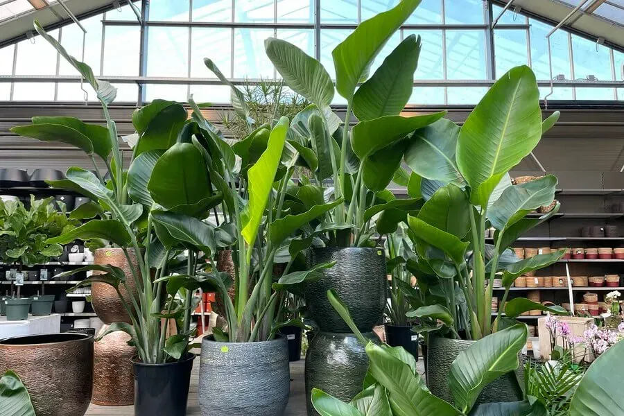 Tuincentrum Assortiment 32