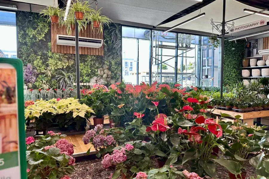 Gartencenter Acacia Dubai (Dubai) 2023 11 Gartencenter Acacia Dubai (Dubai) 2023 11